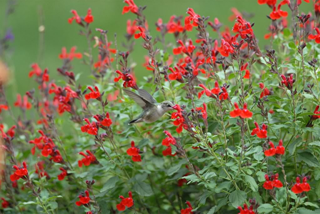 Salvia greggii 'Maraschino'